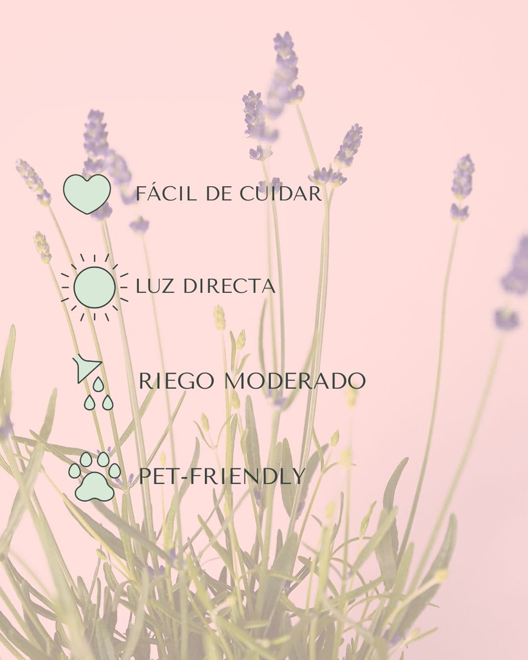 cuidados lavanda