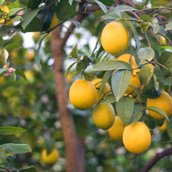 Cómo Cuidar Limonero