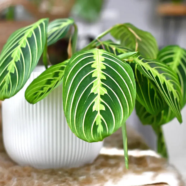 Cómo Cuidar Maranta