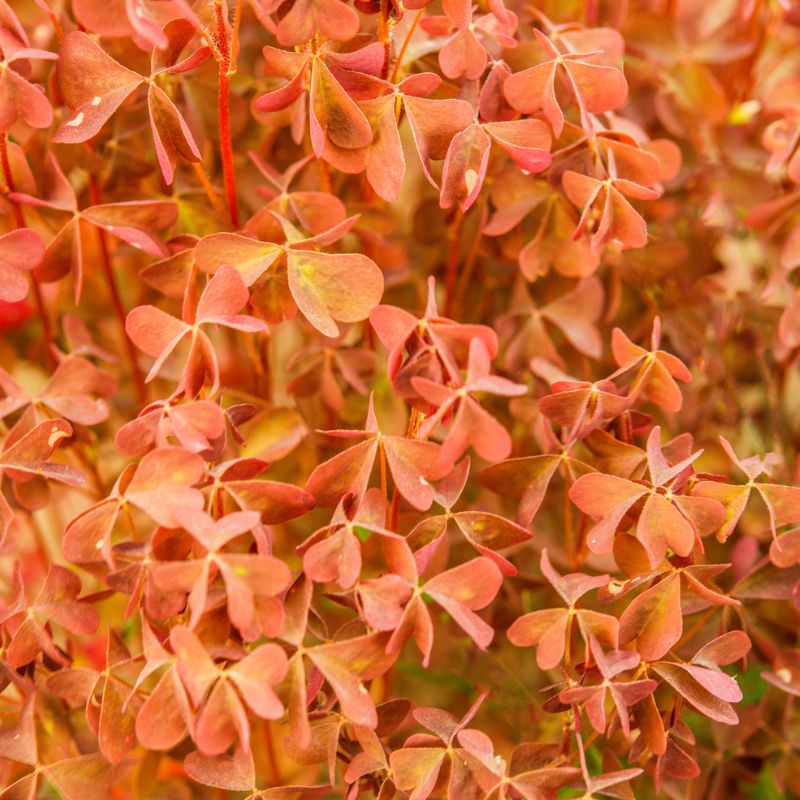 Cómo Cuidar Oxalis