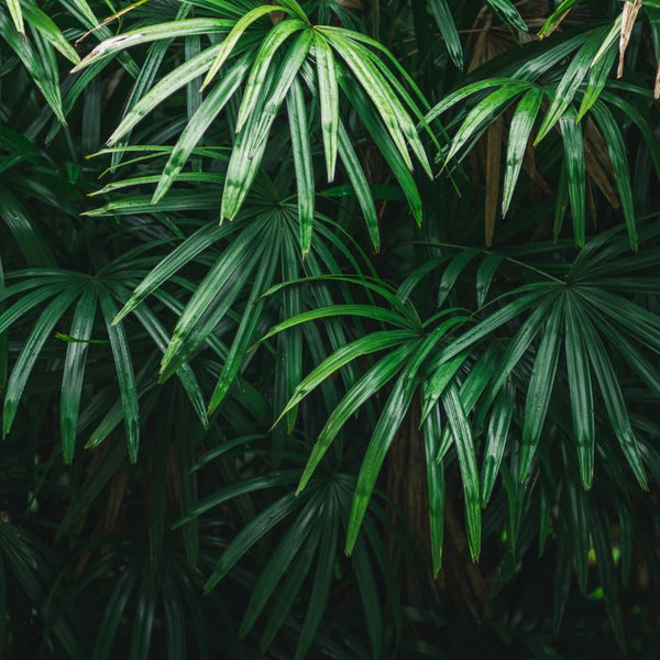 Cómo Cuidar Palmera