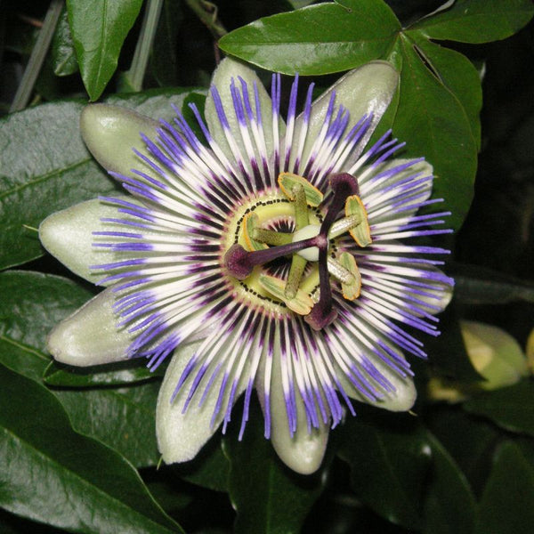 Cómo Cuidar Passiflora