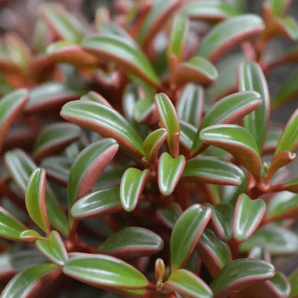 Cómo Cuidar Peperomia