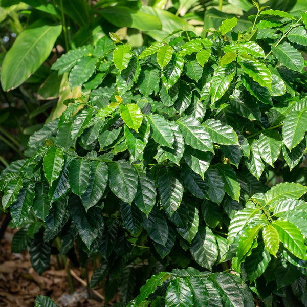 Cómo Cuidar Planta del Café
