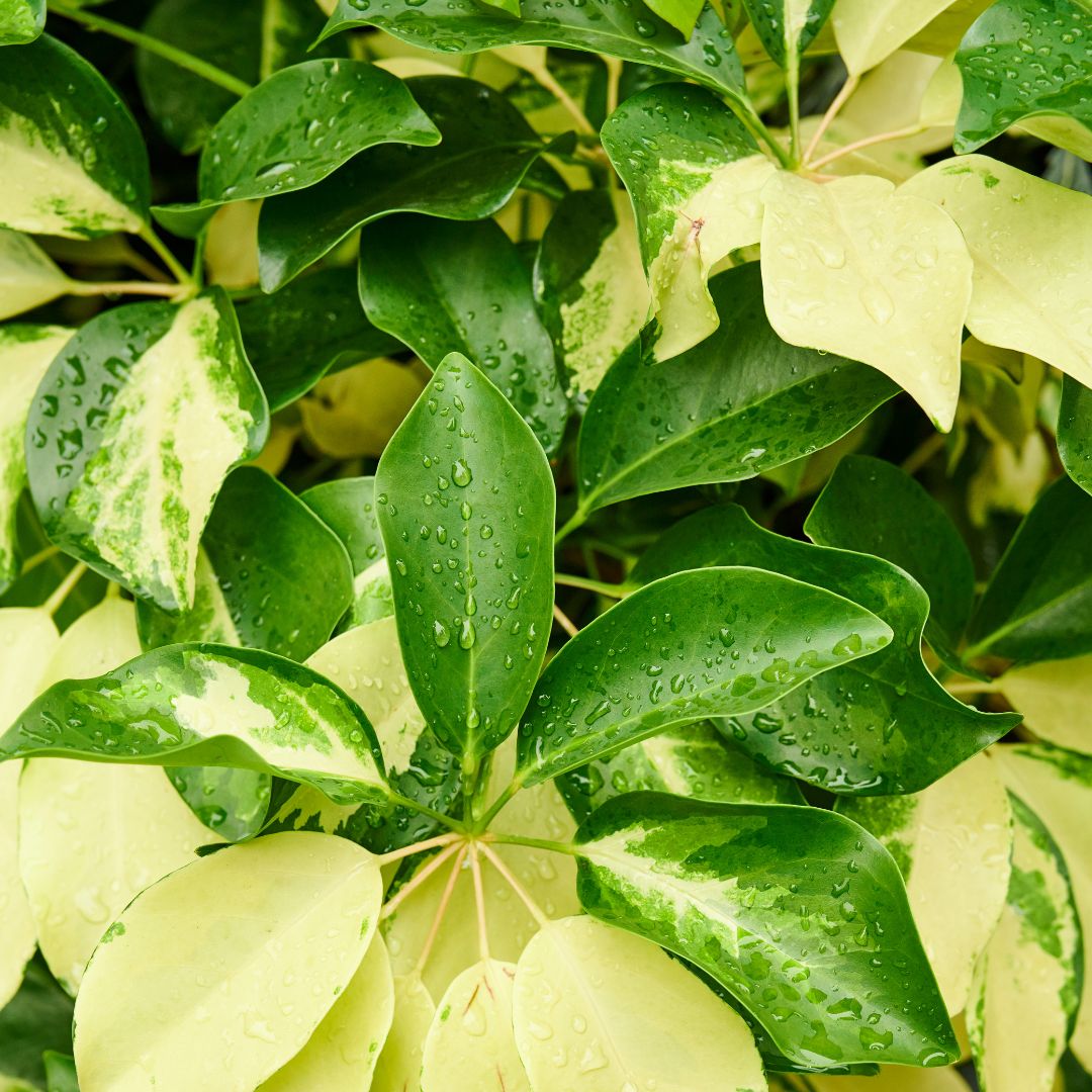 Cómo Cuidar de la Schefflera