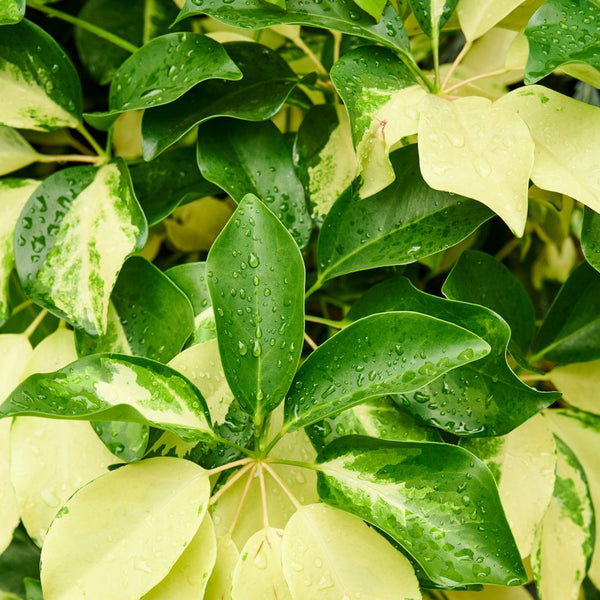 Cómo Cuidar de la Schefflera