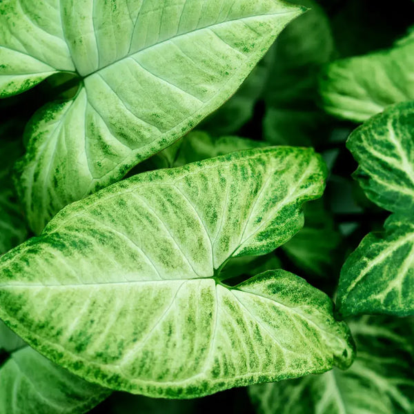 Cómo Cuidar Syngonium