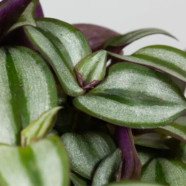 Cómo Cuidar Tradescantia