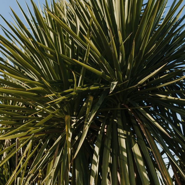 Cómo Cuidar Yucca