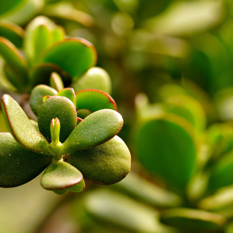 cuidados_arbol_de_jade
