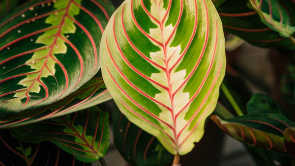 Cómo Cuidar Maranta Leuconeura