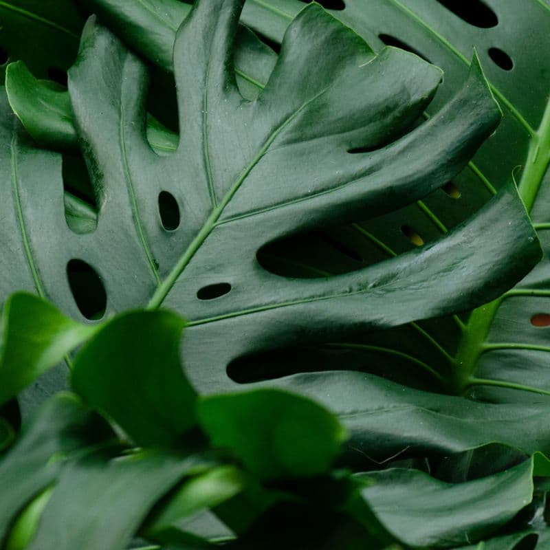 Cuidados monstera deliciosa o costilla de adan