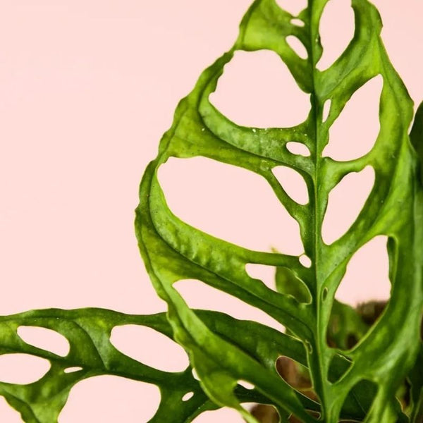 Cómo Cuidar Monstera Obliqua Perú