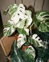 Monstera Variegada L