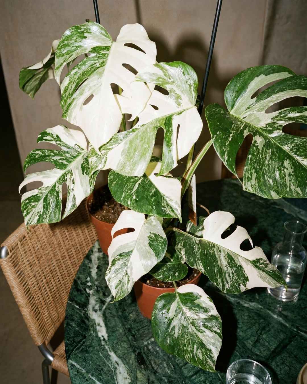 Monstera Variegada L