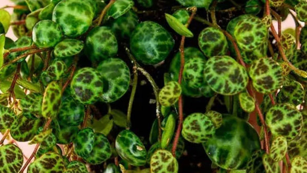Cómo Cuidar Peperomia Prostrata