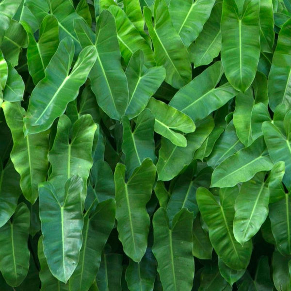 Cómo Cuidar Philodendron