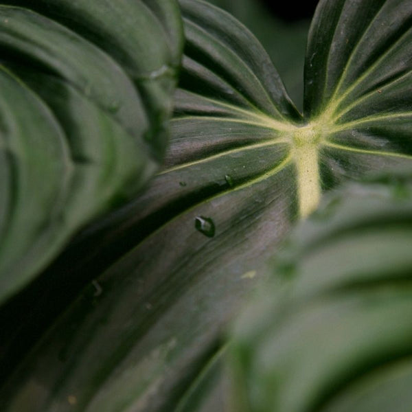 Cómo Cuidar Philodendron Melanochrysum