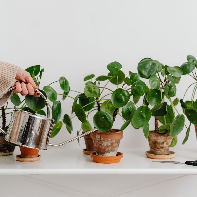 Cómo Cuidar Pilea