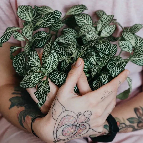 Cómo Cuidar Fittonia
