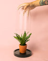 Cúpula Mini Planta - Pur Plant