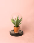 Cúpula Mini Planta