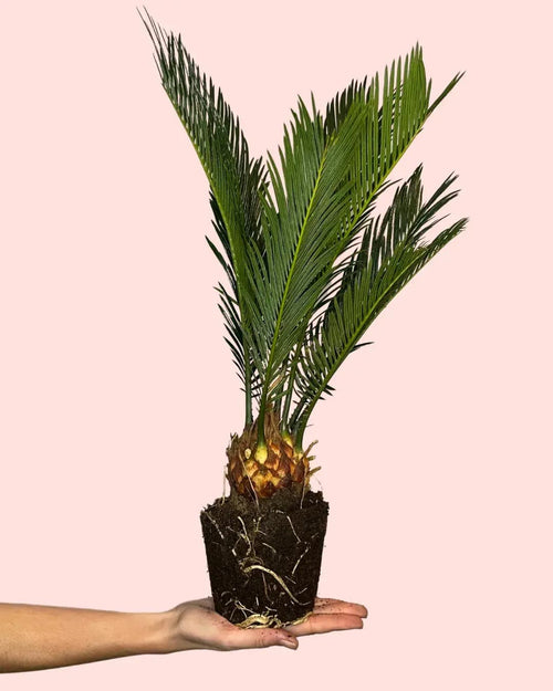 Cyca Revoluta M - Pur Plant