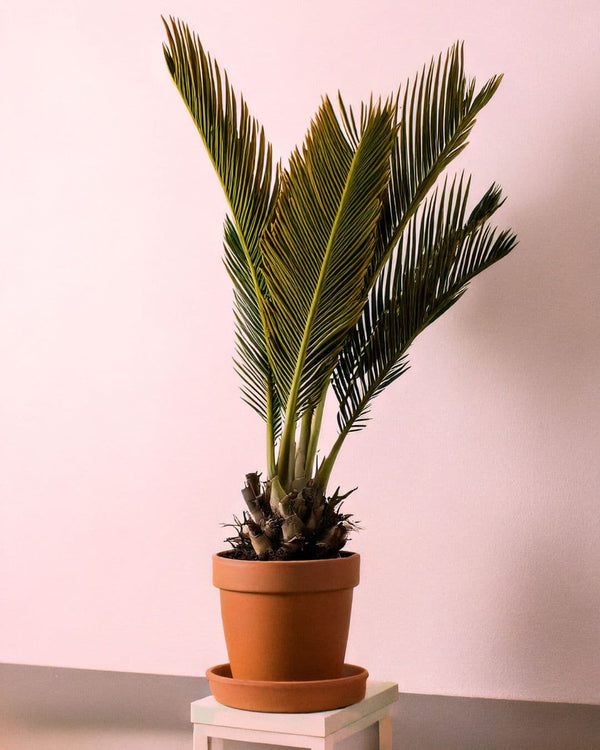Cómo Cuidar Palmera Cyca Revoluta