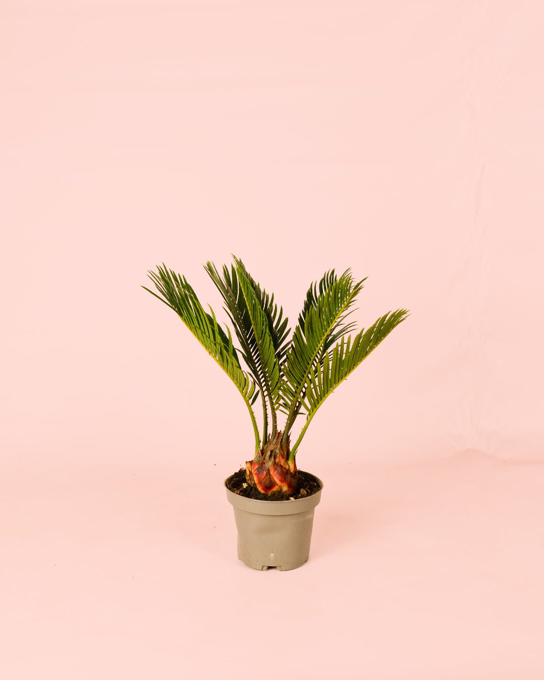 Cyca Revoluta Mini - Pur Plant