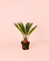 Cyca Revoluta Mini - Pur Plant