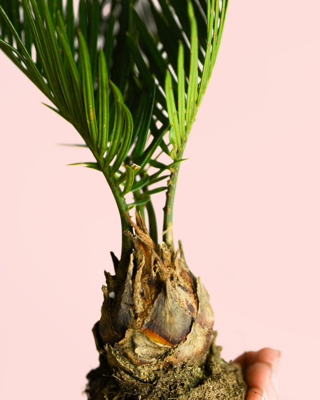 Cyca Revoluta Mini - Pur Plant