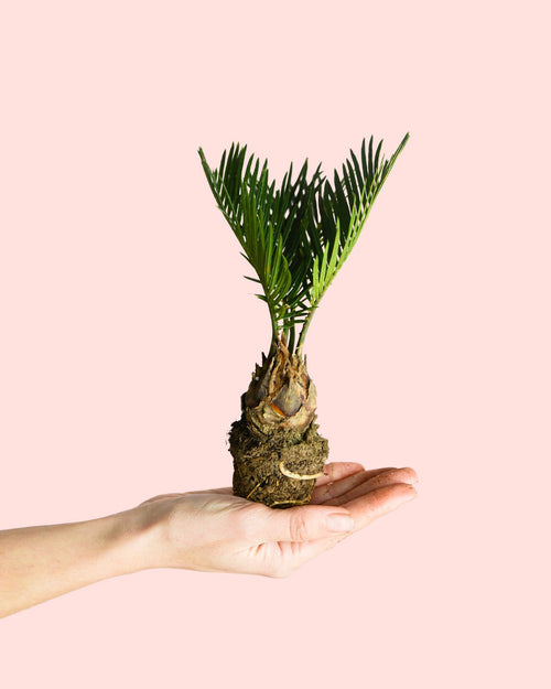 Cyca Revoluta Mini - Pur Plant