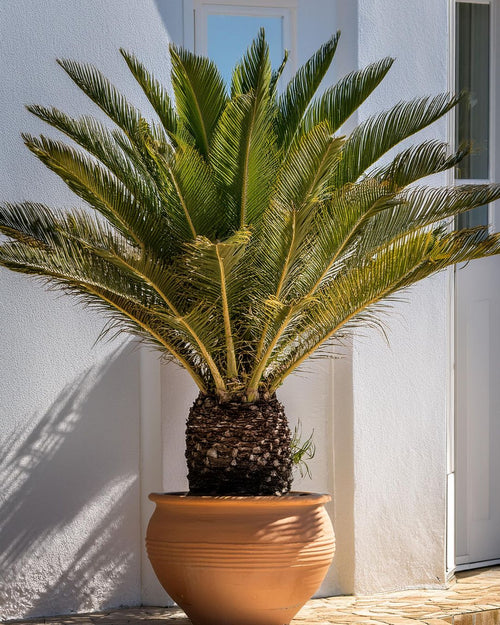 Cyca Revoluta XXL - Pur Plant