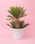 Cyca Revoluta XXL