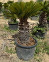 Cyca Revoluta XXL - Pur Plant