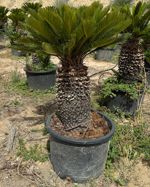 Cyca Revoluta XXL - Pur Plant