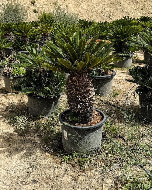 Cyca Revoluta XXL - Pur Plant