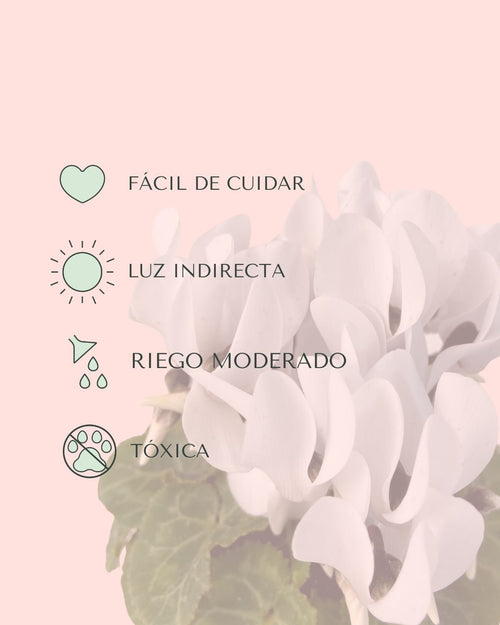Cyclamen Blanco Mini - Pur Plant