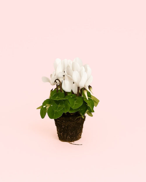 Cyclamen Blanco Mini - Pur Plant