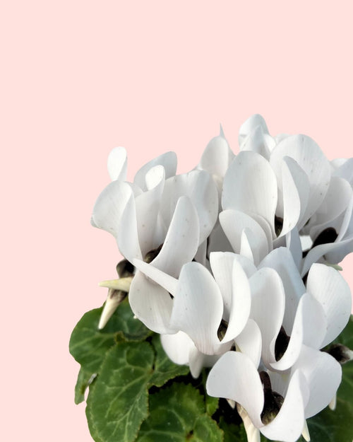 Cyclamen Blanco Mini - Pur Plant