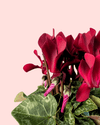 Cyclamen Morado Mini - Pur Plant