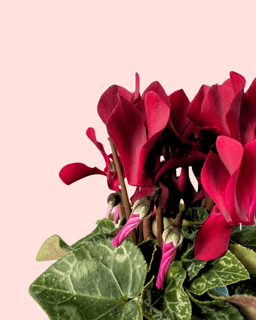Cyclamen Morado Mini - Pur Plant