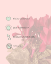Cyclamen Morado Mini - Pur Plant