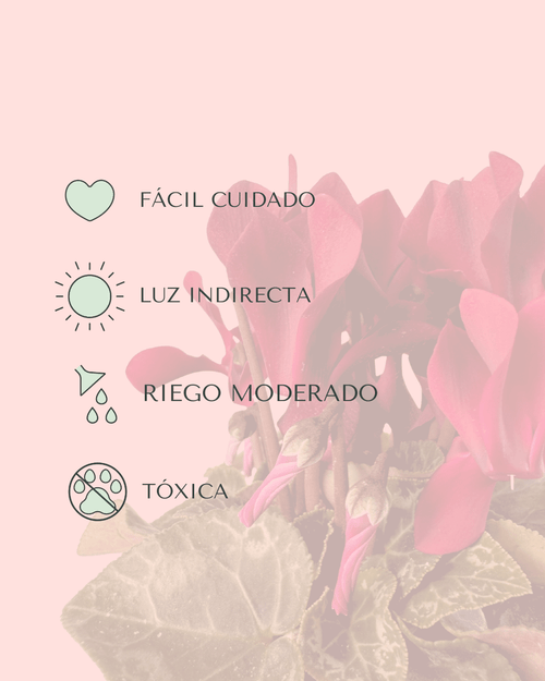 Cyclamen Morado Mini - Pur Plant