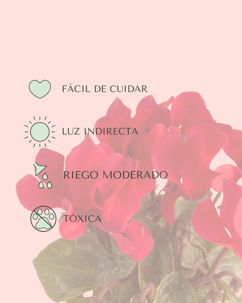 Cyclamen Rojo Mini - Pur Plant