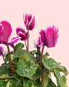Cyclamen Snow Rosado - Pur Plant