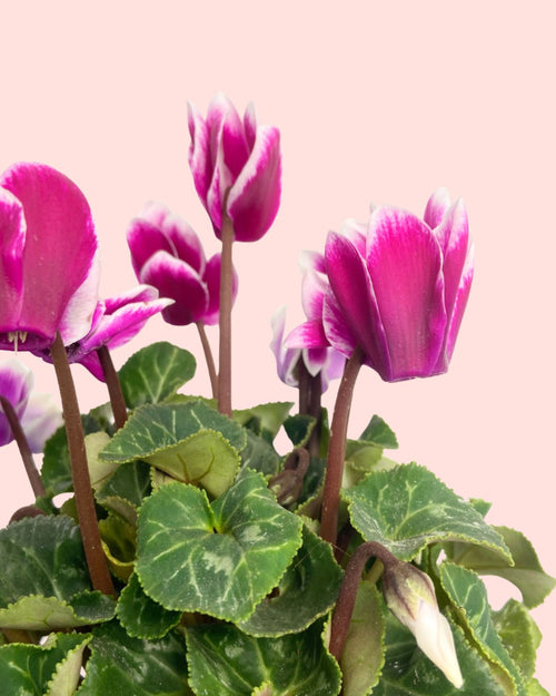 Cyclamen Snow Rosado - Pur Plant