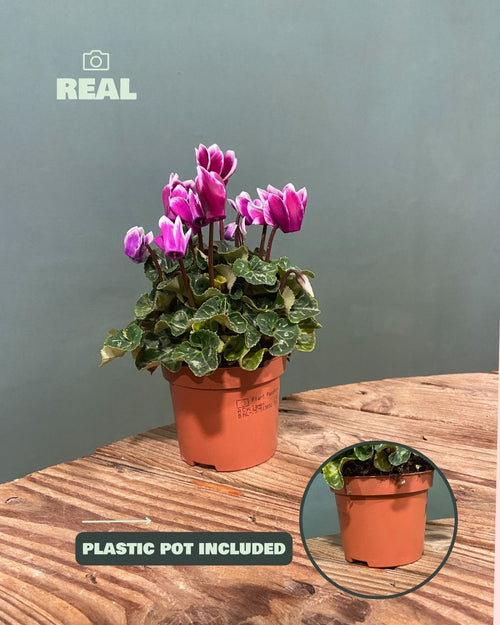 Cyclamen Snow Rosado - Pur Plant