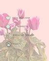 Cyclamen Snow Rosado - Pur Plant