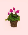 Cyclamen Snow Rosado - Pur Plant